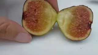 Figs main crop in zone 6 in ground Brown Turkey and Peretta