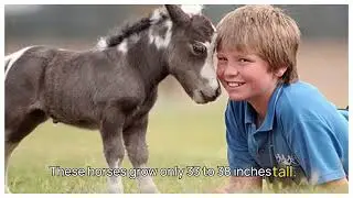10 Most Beautiful Rarest Horses | 10 Most Beautiful and Rare Horses | Unique Horse Breeds