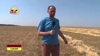 Спецрепортаж. Уборка урожая в Старобешево