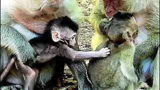 Baby Timo Want Know Baby Monkey Polly, They Are Very Adorable Baby Monkeys