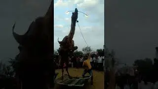 #dance #camel