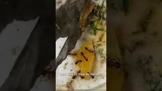 Mes fourmis ont faim ! #fourmis