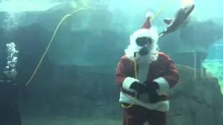 Santa dives with penguins at the Kansas City Zoo