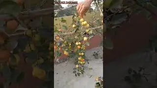 #shorts #ছাদবাগানে বল সুন্দরী কুল।#Ball Sundari Apple Ber.          #youtubeshorts .