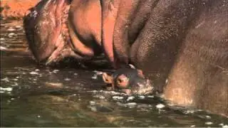 Live Hippo Birth at the San Diego Zoo