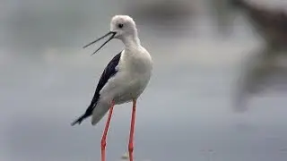Ходулочник (Himantopus himantopus) - Black-winged stilt | Film Studio Aves