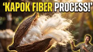 Kapok Fiber Processing | Kapok Fiber Manufacturing Process 