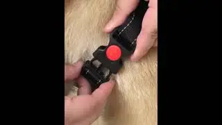 New Dog Soft Adjustable Harness