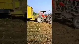 Silage For Cows #crops #farming #food #abdullah #dairyfarm 🐄 ❤