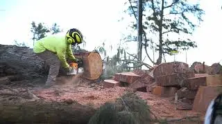Ironwood Tree Removal Bellows Air Force Station