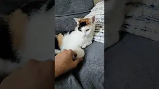 pawshake