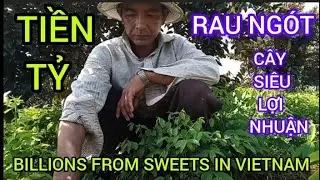 THU TIỀN TỶ TỪ RAU NGÓT SIÊU LỢI NHUẬN |BILLIONS FROM SWEETS IN VIETNAM #387| Giải Trí Miền Tây