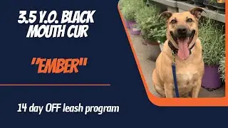 BLACK MOUTH CUR/DOG TRAINING