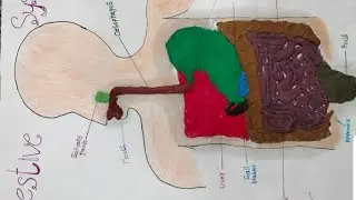 Digestive system of human body with clay👆🏻 #scienceproject  #claymodeling #trandig