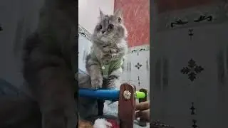 baffiee is live