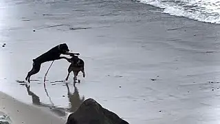 Rottweiler dogs playing at Malibu beach