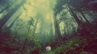 Sufi Meditation Sounds │ Gentle Rain │ 1 Hour Ancient Forest