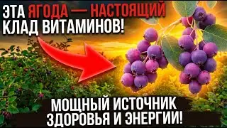Эта ягода в 5 раз ценнее черники, но она 