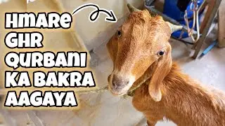 Bakra Aa Gaya || Lalukhet Bakra Mandi 2024 || Etna Sasta Bakra