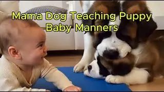 Mama Dog Teaching Puppy Baby Manners 😂