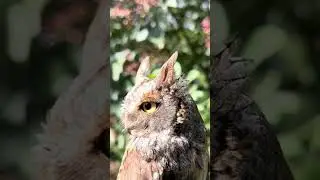Meister Yoda 🦉😊❤️ #eule #zwergohreule #falknerei