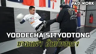 Yoddecha Sityodtong Muay Thai Pad Work - ยอดเดชา ศิษย์ยอดธง MUAY THAI LEGEND