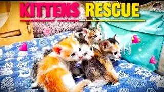 Stray Kittens Rescue Successful 🥺❤️&zwj;🩹| Kitten Rescue| KxC Editz 