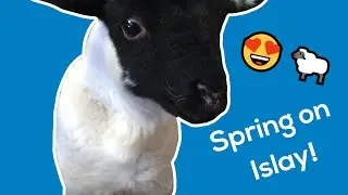 New spring life at Gruinart | RSPB Scotland