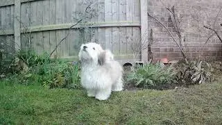 Mavis the Havaton yay