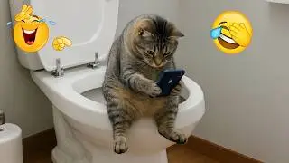 Cats Being Funny for No Reason 🤣 The Funniest CATS Video 2026