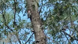 WOODPECKER I BIRD SOUNDS I FLORIDA WETLANDS I NATURE WILDLIFE #wildlife