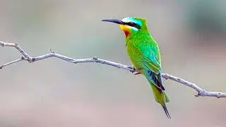 Blue-Cheeked Bee-Eater #shorts