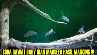 Coba rawat baby ikan mahseer hasil mancing‼️