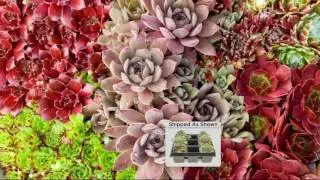 Roberta's 6-piece Live Forever Hens and Chicks Succulents on QVC