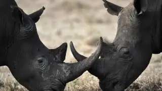 Ruses de guerre - Documentaire animalier