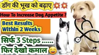 Dog Appetite Problem Solution || सिर्फ 3 Steps मे 😍 || How to increase dog appetite 🤔 ?