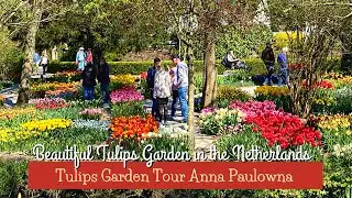 🌷TULIPS IN THE NETHERLANDS ft. POLDERTUIN ANNA PAULOWNA Bloemendagen | Tulips Tour 2022 part 2