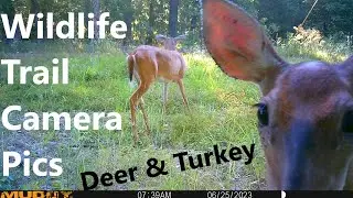 Best Trail Camera Footage - Trail Cam Treasures Vol. 17