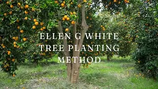 The  E. G. White Tree Planting Method