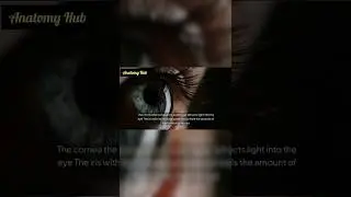 Fascinating Anatomy of Human Eye #anatomy #eyes #humanbody #biology