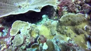 Go Dive Brisbane at Shag Rock 7th Feb 2015