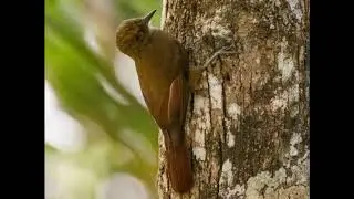 Plain winged Woodcreeper call