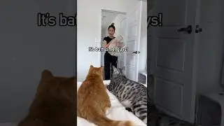 Когда твой кот не любит мыться 😹 #кошачьишорты #кошачьисмешные #шорты30 #деньспа