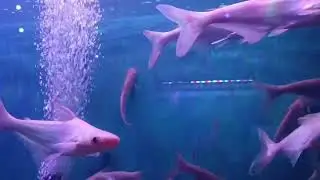 Colorful underwater beauty😍 #Fish #RelaxingNature #UnderwaterWorld #SoothingVideo @CaptureSteps