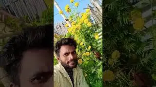 tahare ke paheka l BRS