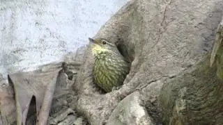 Titir&iacute; / Syndactyla rufosuperciliata