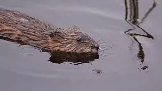 New Hampshire's beautiful wildlife