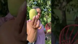 This Mango Changed My Life 🥭🤯 #mango #mangoes #islandlife #summereats #freshfruits #shorts