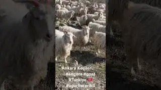 Ankara Ke&ccedil;ileri. 🐐 #angora #goat #Turkiye 🇹🇷 #ugurbecerikli
