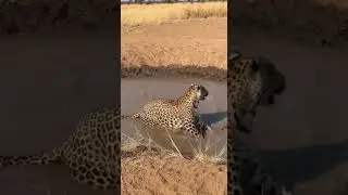 The Horse's Agile Moves, The Leopard's Cute Freeze-Frame in the Waterhole